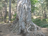 ppinazzu-20110828 005